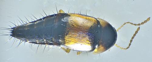 Tachyporus hypnorum